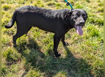 Thyson, geb. 04.2024, 50cm, sucht sein für-immer-Körbchen