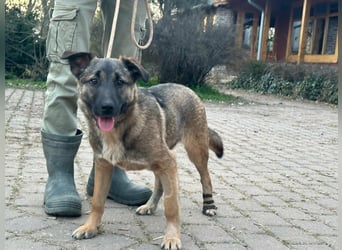 Mano, geb. 09.2024, 33cm sucht sein Körbchen