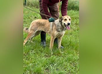 Fahej, geboren 01.03.2023, 53cm sucht tierliebe Menschen