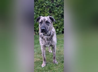 Sirius, geb. 11.2023, 50 cm wartet auf seine Chance