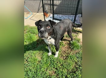 Thea, geboren 01.01.2015, 45cm sucht ruhiges Zuhause