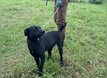 Zafir, geboren 15.11.2022, 51cm sucht Zuhause fürs Leben