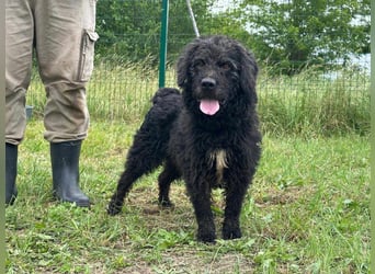 Liam, geboren 08.10.2018, 45cm sucht sein Zuhause