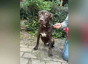 Philip, geboren 28.04.2025, 53cm sucht sein Zuhause