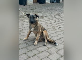 Mano, geb. 09.2024, 33cm sucht sein Körbchen