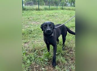 Zafir, geboren 15.11.2022, 51cm sucht Zuhause fürs Leben