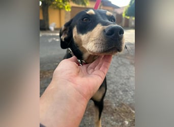 Bella, geboren 05.07.2022, 50cm sucht ihr Zuhause