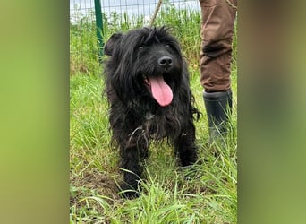 Rambo, geb. 01.03.2023, 42 cm,  sucht seine Herzensmenschen