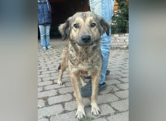 Ada, geb. 09.2022, 52 cm wartet auf ihr Glück