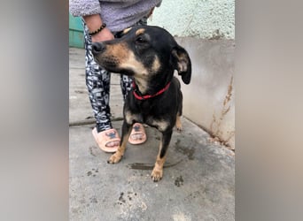 Mirella, geboren 05.12.2023, 46cm sucht ihre Menschen