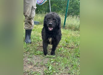 Liam, geboren 08.10.2018, 45cm sucht sein Zuhause