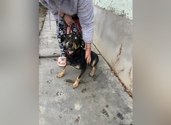 Mirella, geboren 05.12.2023, 46cm sucht ihre Menschen