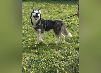 Lejla, geb. 09.2020, 51cm, sucht ihre Chance