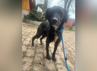 Zsazsa, geb. 01.2025, 52cm sucht ihr für immer Körbchen