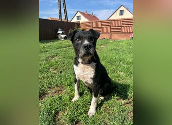 Thea, geboren 01.01.2015, 45cm sucht ruhiges Zuhause