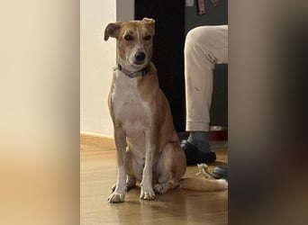 Törpie, 3 Jahre, 46cm sucht sein für immer Zuhause