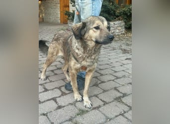 Ada, geb. 09.2022, 52 cm wartet auf ihr Glück