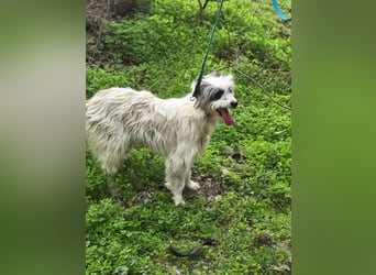 Panda, geb. 08.2024, 48cm, sucht ihre Menschen fürs Leben