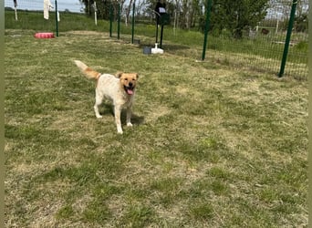 Ginger, geboren 01.01.2022, 44cm sucht ihr Herzenszuhause