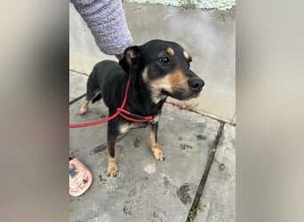 Mirella, geboren 05.12.2023, 46cm sucht ihre Menschen