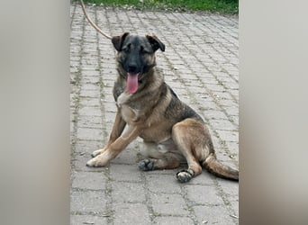 Mano, geb. 09.2024, 33cm sucht sein Körbchen