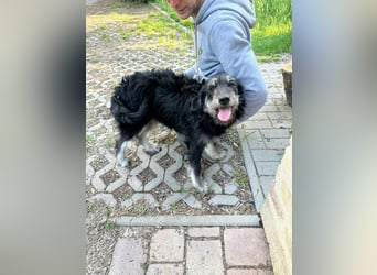 Timon, geb. 12.2025, 35cm sucht seine Abenteurer