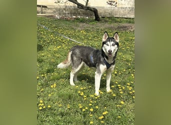 Lejla, geb. 09.2020, 51cm, sucht ihre Chance