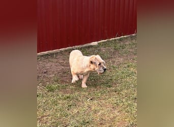 Galiba, geboren 15.09.2017, 43cm sucht ruhiges Zuhause