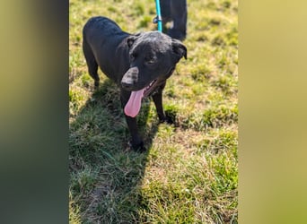 Thyson, geb. 04.2024, 50cm, sucht sein für-immer-Körbchen