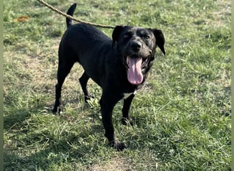 Kobold, geb. 09.2023, 52cm,