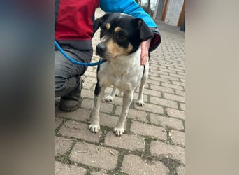 Vanda, geboren 29.01.2024, 47cm sucht ihr Glück