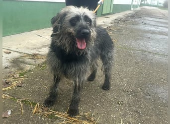 Ficko, geboren 10.08.2022, 47cm sucht sein Glück