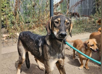 Ringo, geboren 07.01.2026, 52cm sucht sein Zuhause