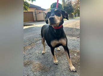 Bella, geboren 05.07.2022, 50cm sucht ihr Zuhause