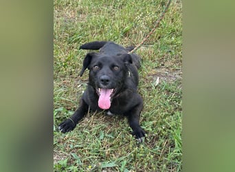 Kobold, geb. 09.2023, 52cm,