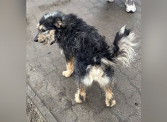 Ricky, geb. 10.01.2022, 44 cm, sucht sein Für-Immer-Zuhause