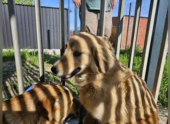 Bonita, geboren 25.08.2025, 44cm sucht tierliebe Menschen