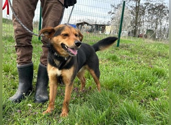 Gombi, geboren 01.08.2021, 50cm sucht seine Leute