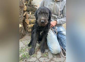 Tommy, geb. 12.2025, 36cm sucht sein Körbchen