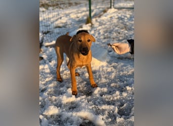 Tequila, geboren 25.08.2025, 45cm sucht Ihr Zuhause