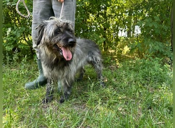Ficko, geb. 08/2022, 47 cm, wartet auf seine Menschen