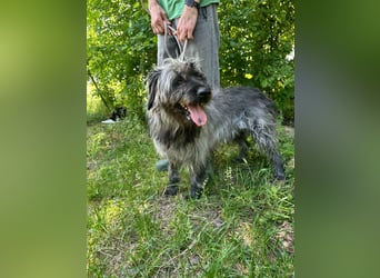 Ficko, geb. 08/2022, 47 cm, wartet auf seine Menschen