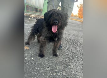 Emi, geboren 19.09.2018, 45cm sucht ihre Familie