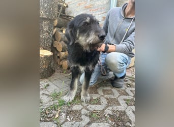 Timon, geb. 12.2025, 35cm sucht seine Abenteurer