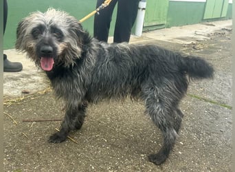 Ficko, geboren 10.08.2022, 47cm sucht sein Glück