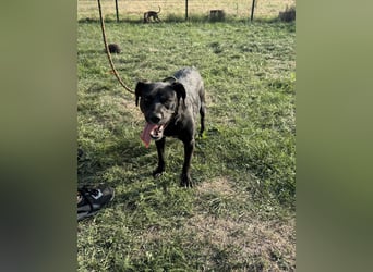 Kobold, geb. 09.2023, 52cm,