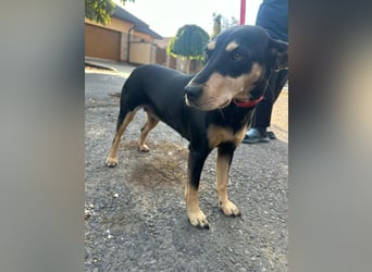 Bella, geboren 05.07.2022, 50cm sucht ihr Zuhause