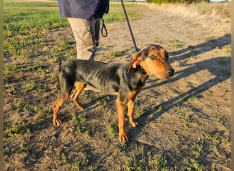 Berkeney, geboren 01.03.2025, 52cm sucht ihr Zuhause