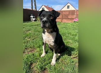Thea, geb. 01.2025, 45cm sucht ruhiges zu Hause