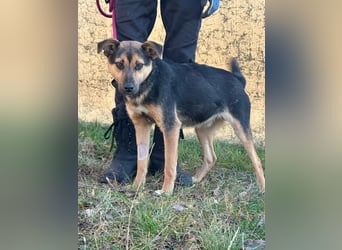 Gofi, geboren 01.08.2024, 46cm sucht seine Menschen